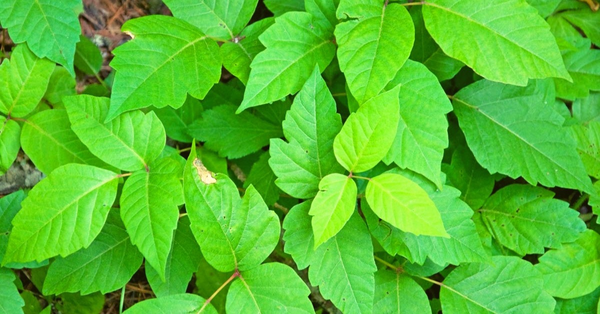 Best Essential Oils For Poison Ivy