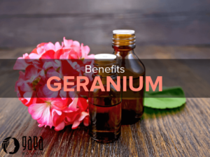 Geranium Essential Oil Benefits To Spoil Yourself, Your Face Skin & Your Hair!