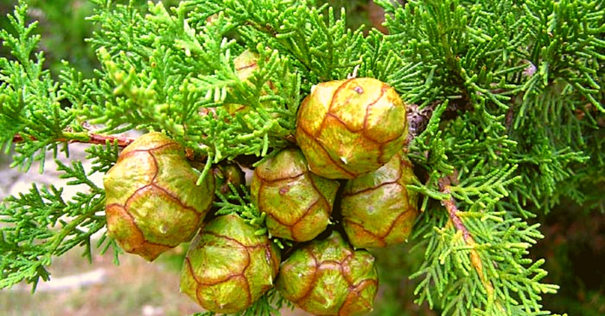 what is cypress essential oil good for