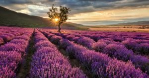 Lavender Essential Oil Benefits (King For A Reason?)